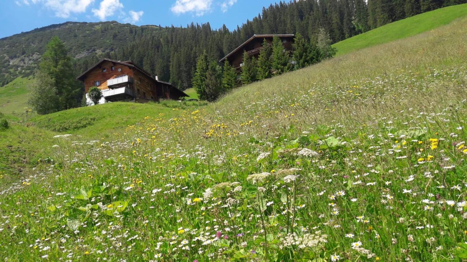 Apartament Haus Sonnenschein Warth  Zewnętrze zdjęcie